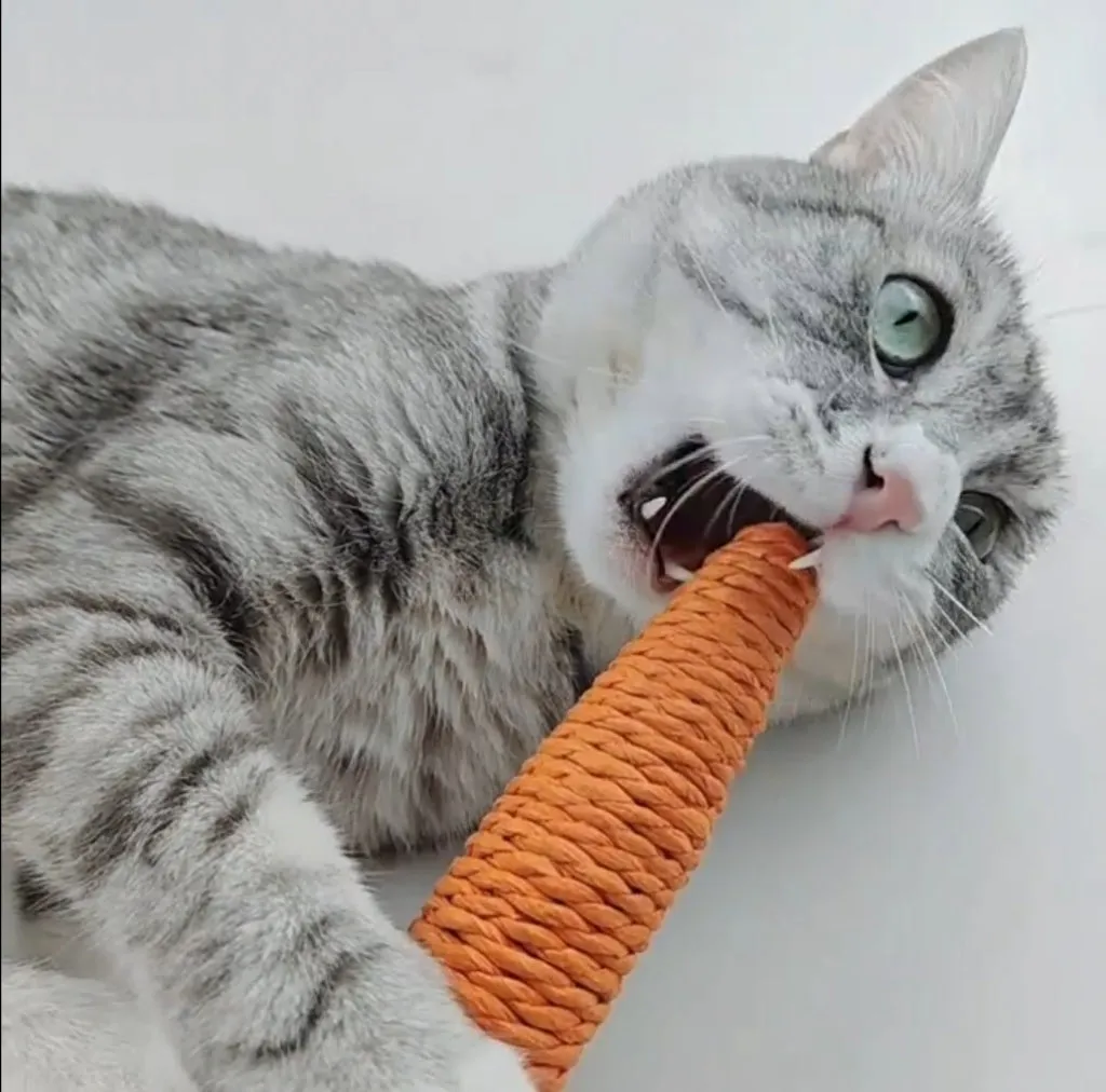 Carrot Dental Chew for Cats