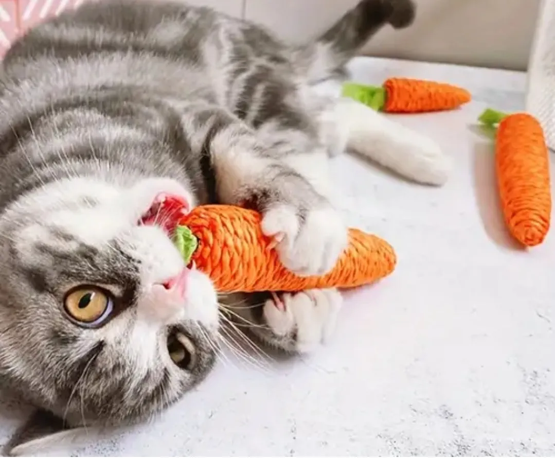 Carrot Dental Chew for Cats