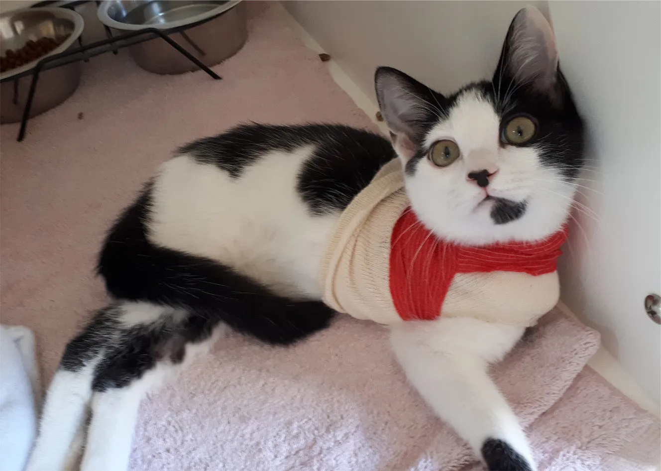 Cat Isolation Room - West Vancouver