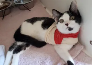 Cat Isolation Room - West Vancouver