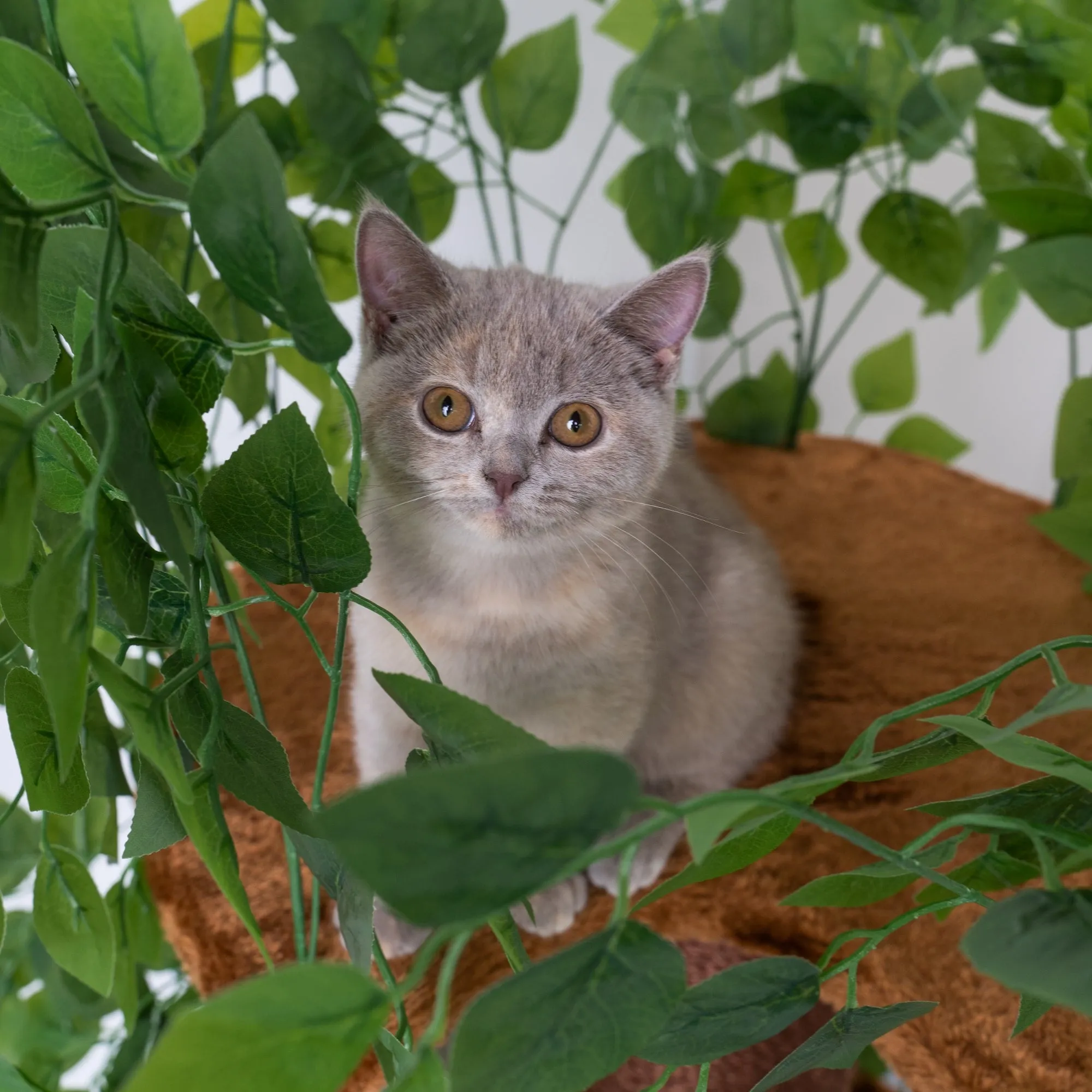 Cat Tree Natural Leaves
