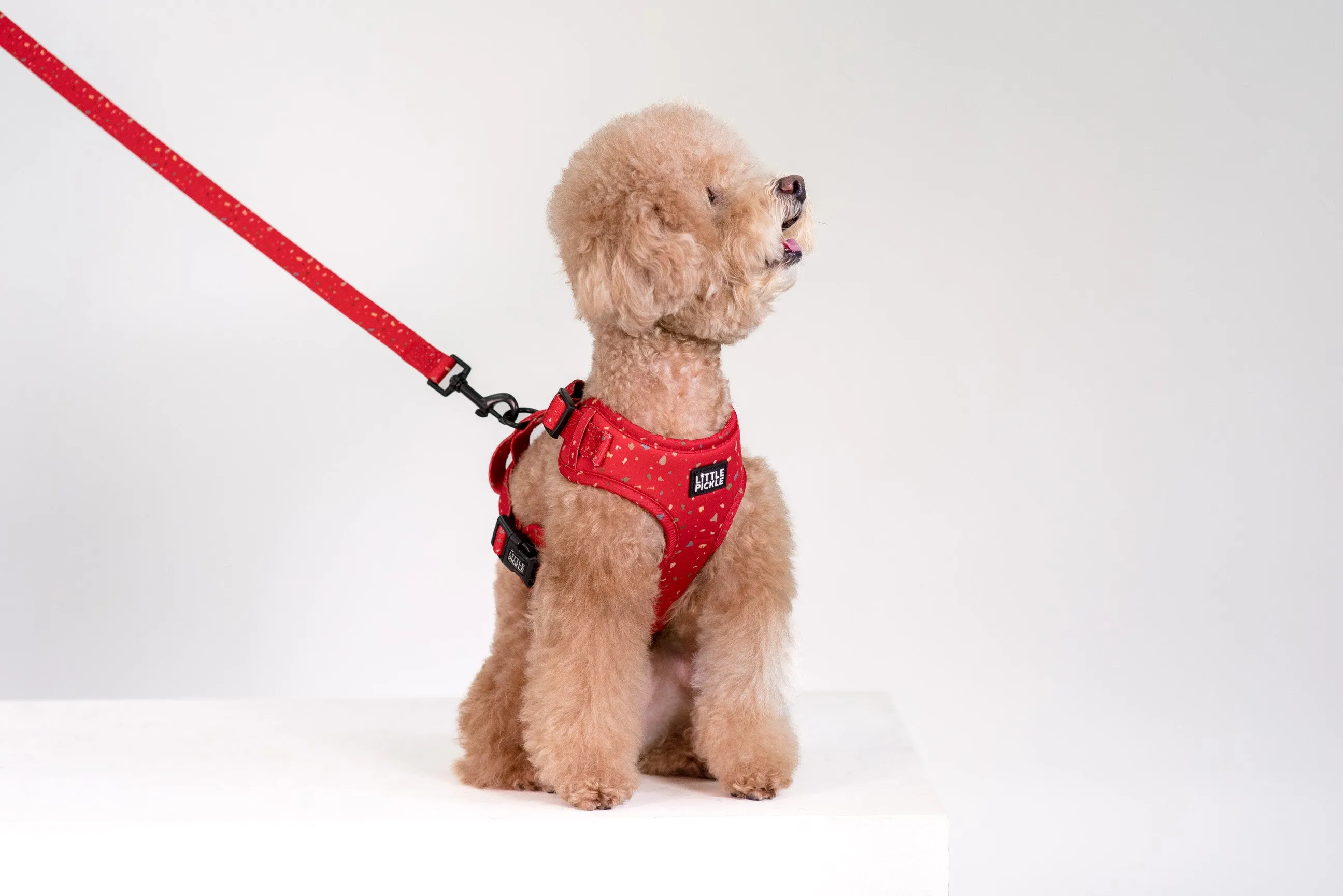 Classic Comfort Leash in Celebration Red Design