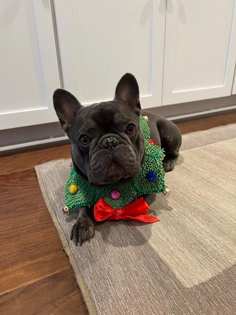 ComfyCamper Christmas Wreath Neck Scrunchie Dog Costume - Xmas Ugly Sweater Large Medium Small French Lab Cosplay, Medium, Green