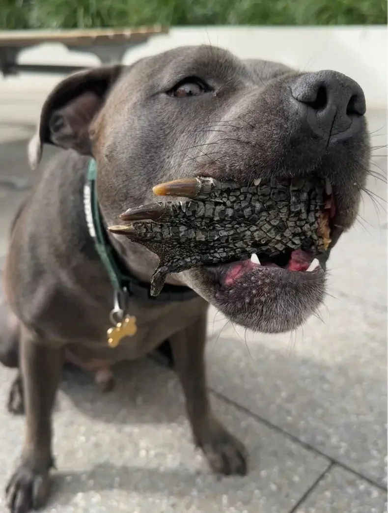 Crocodile Feet Dental Chew