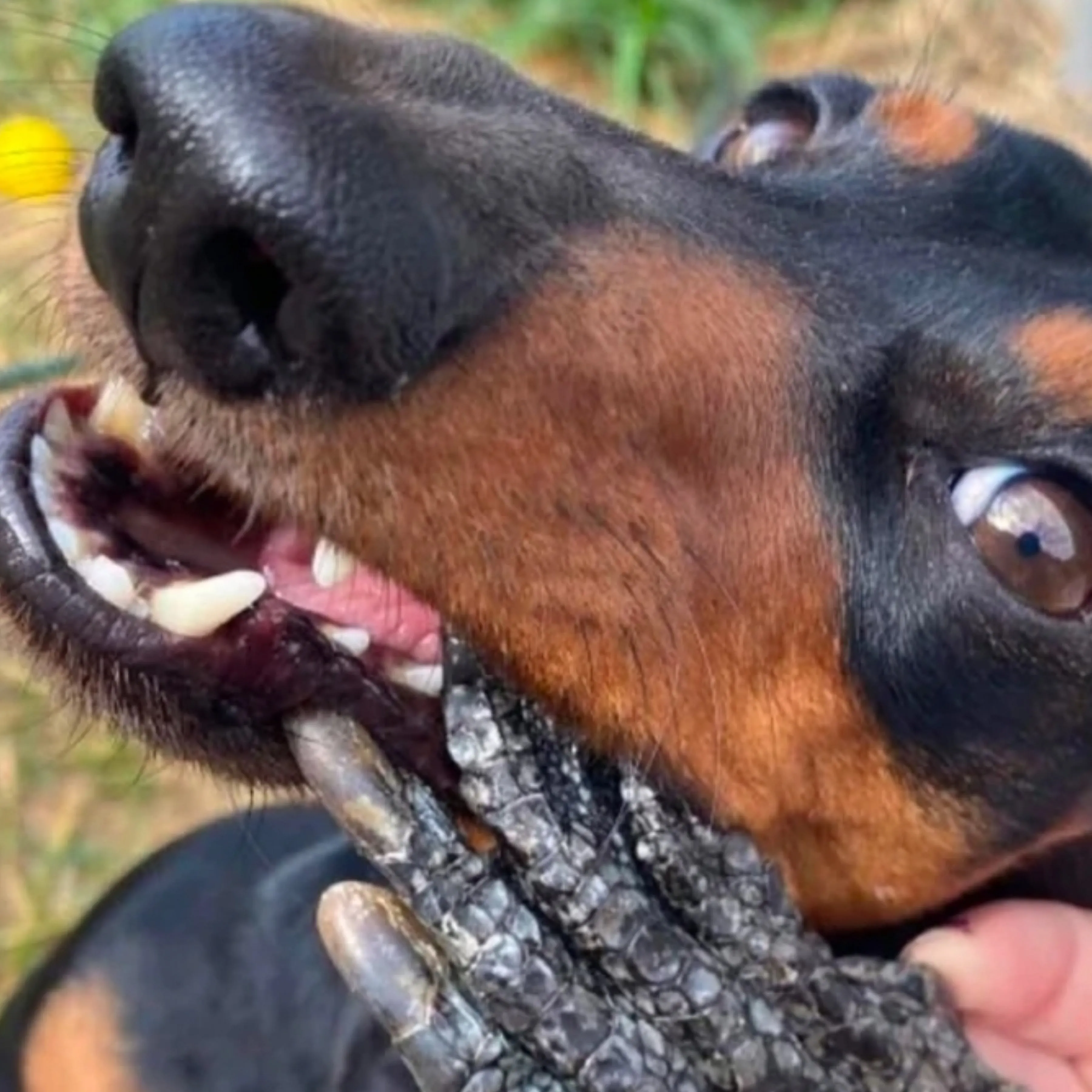 Crocodile Feet Dental Chew