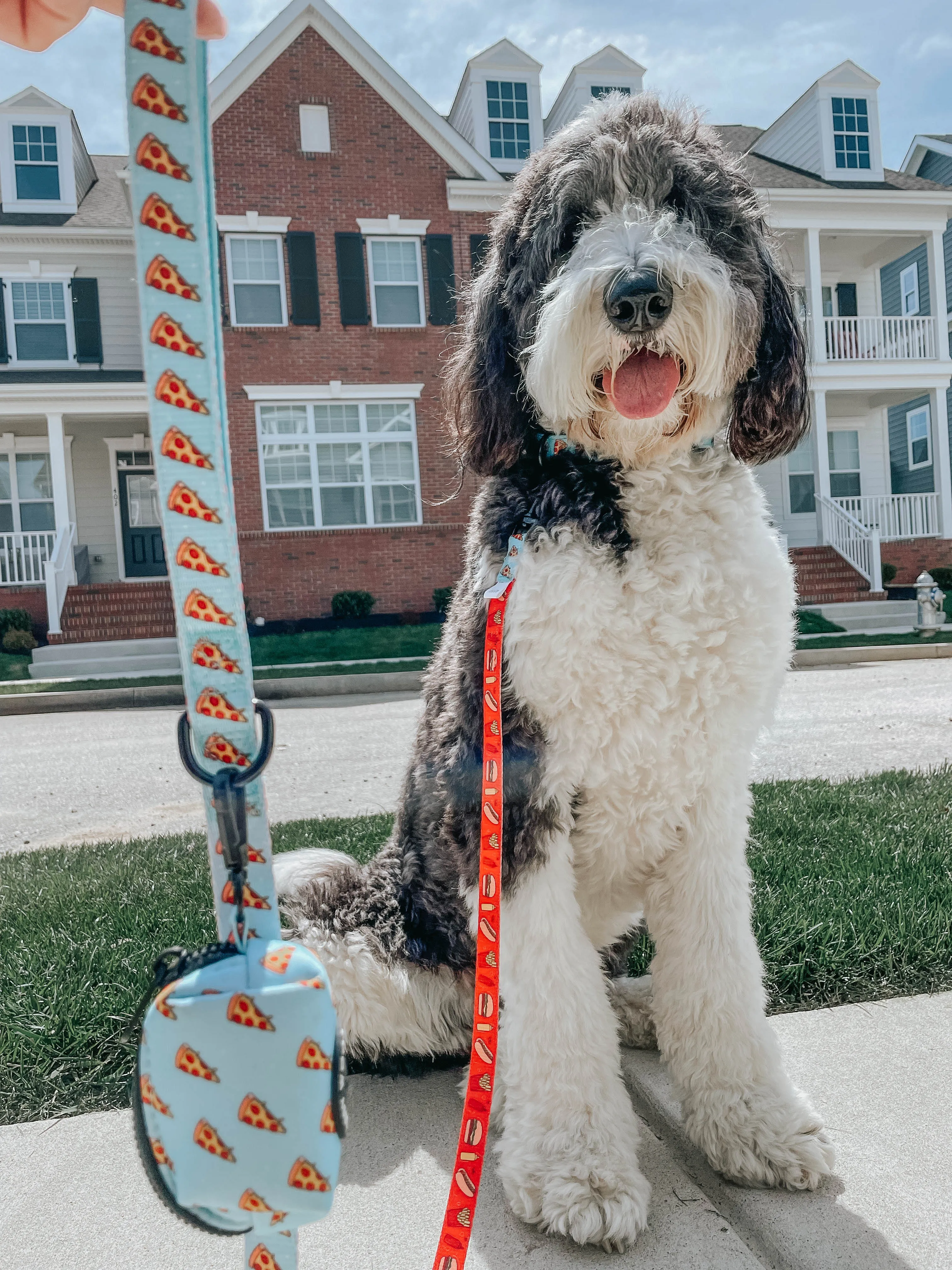 Dog Collar - One Hot Pupperoni