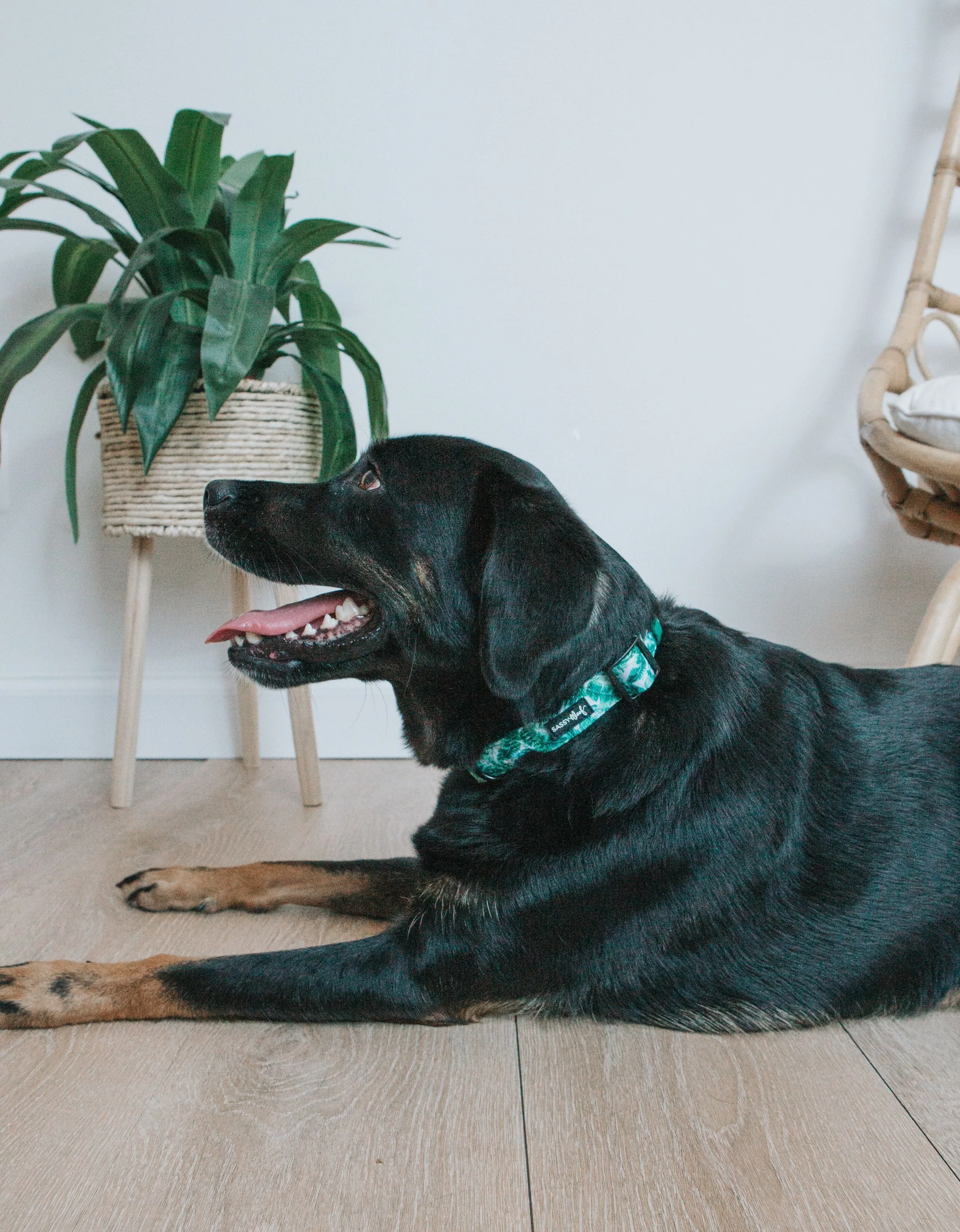 Dog Collar - Verano