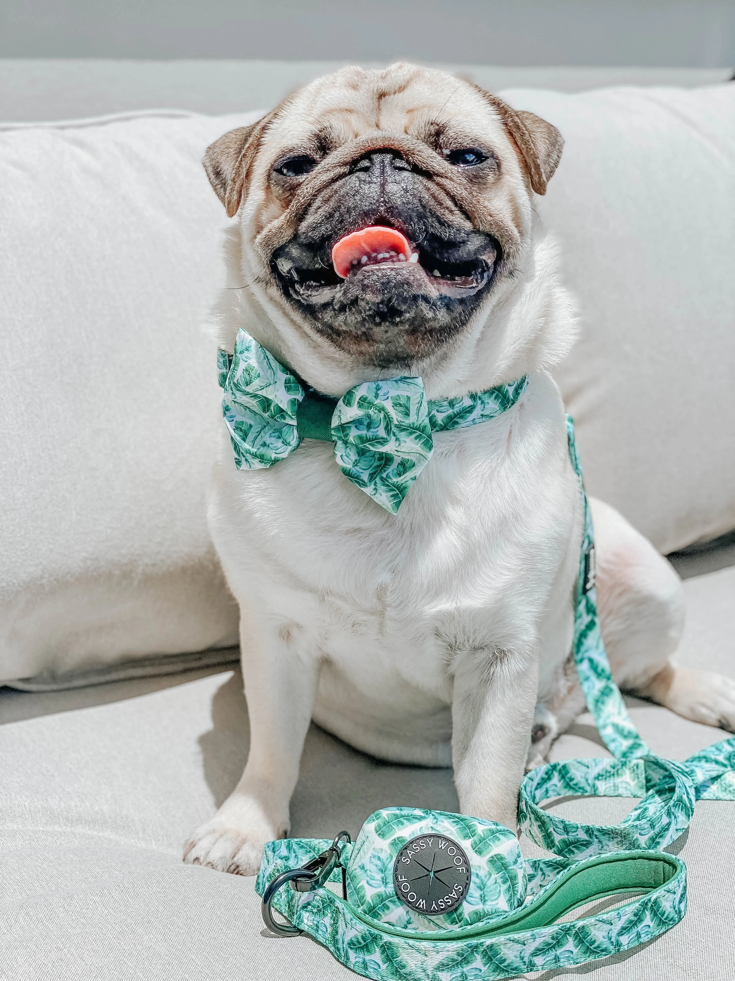 Dog Collar - Verano