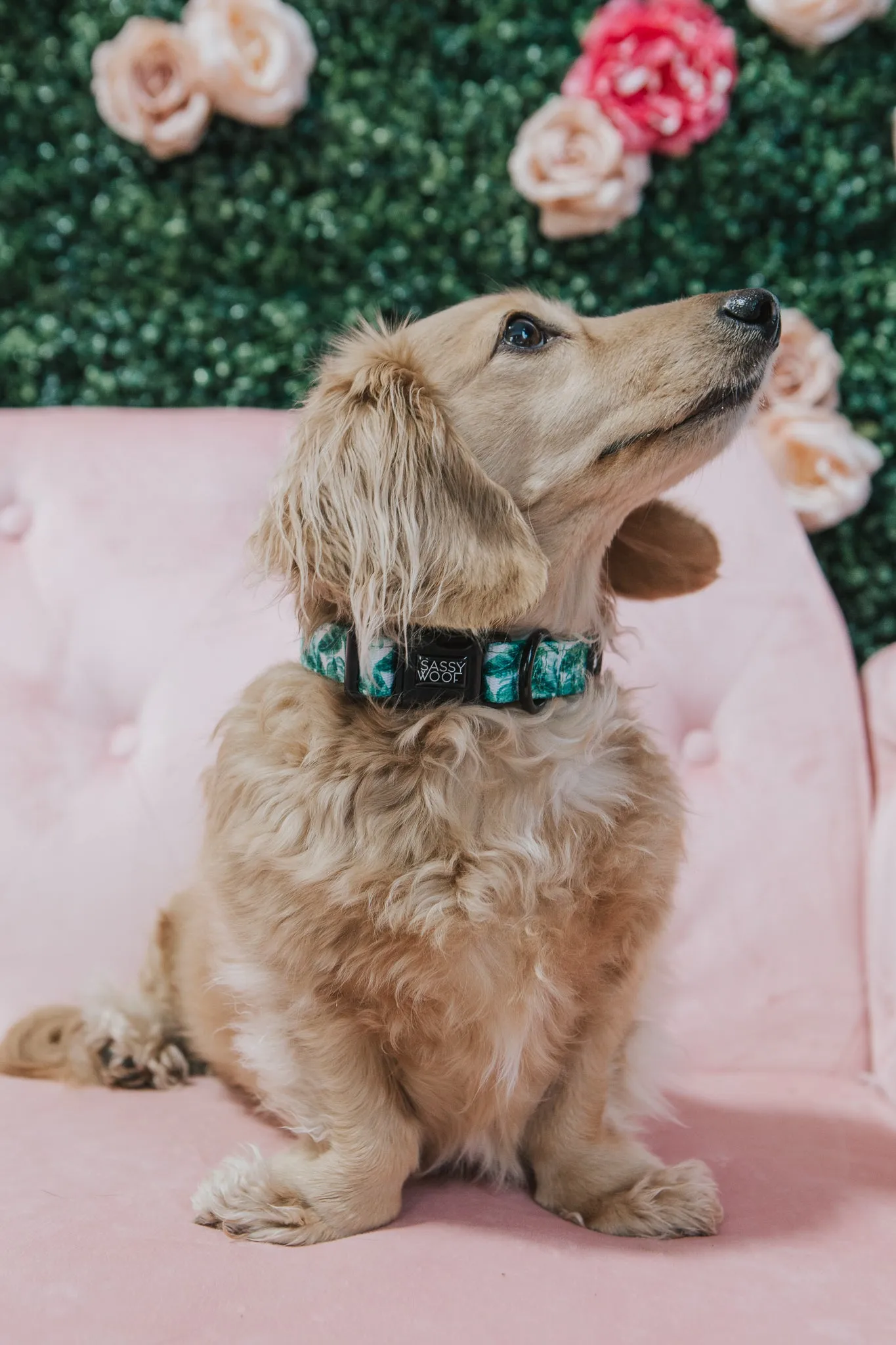 Dog Collar - Verano