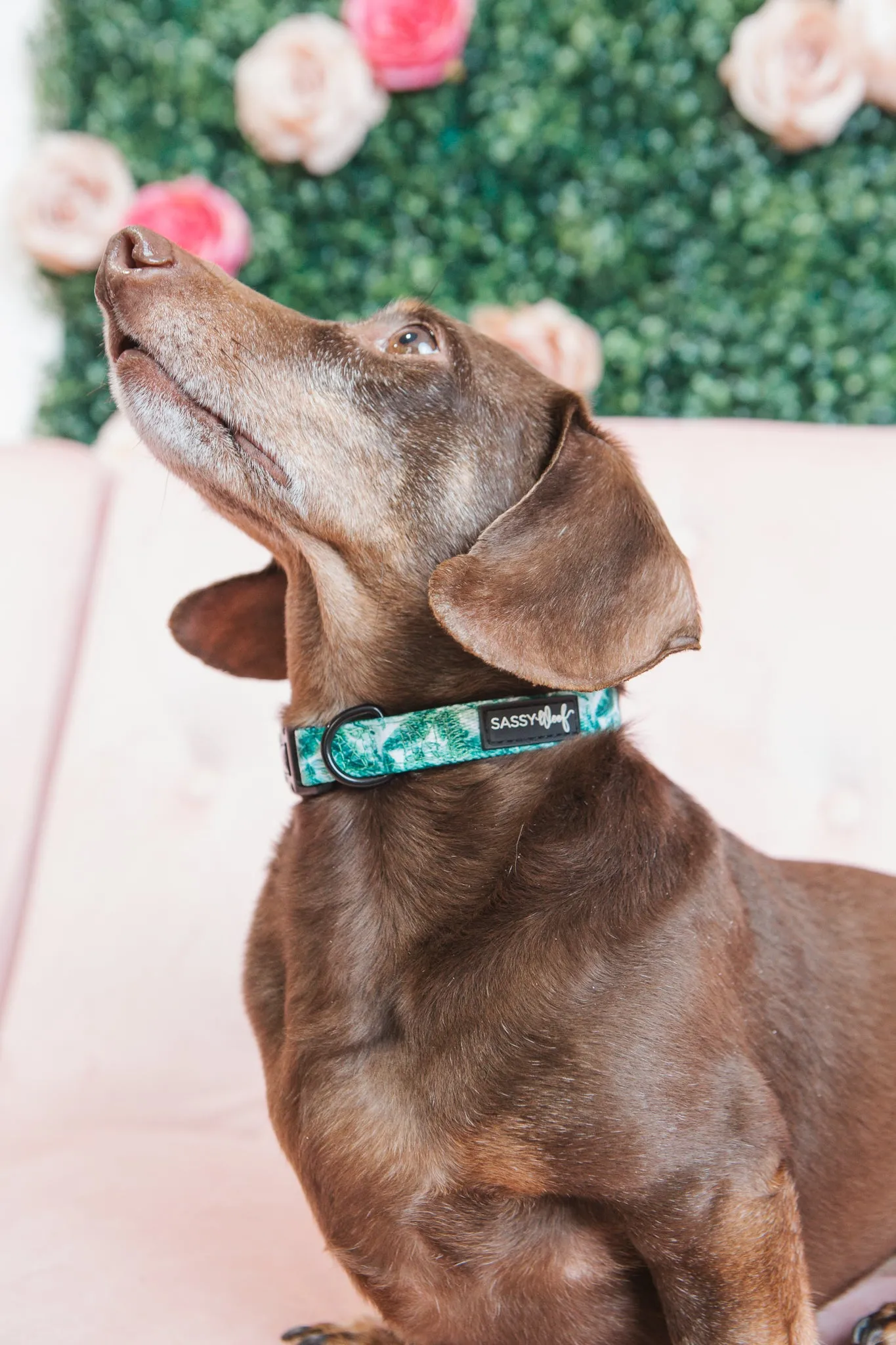 Dog Collar - Verano