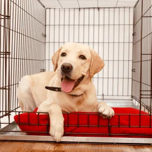 Dog Crate Hire