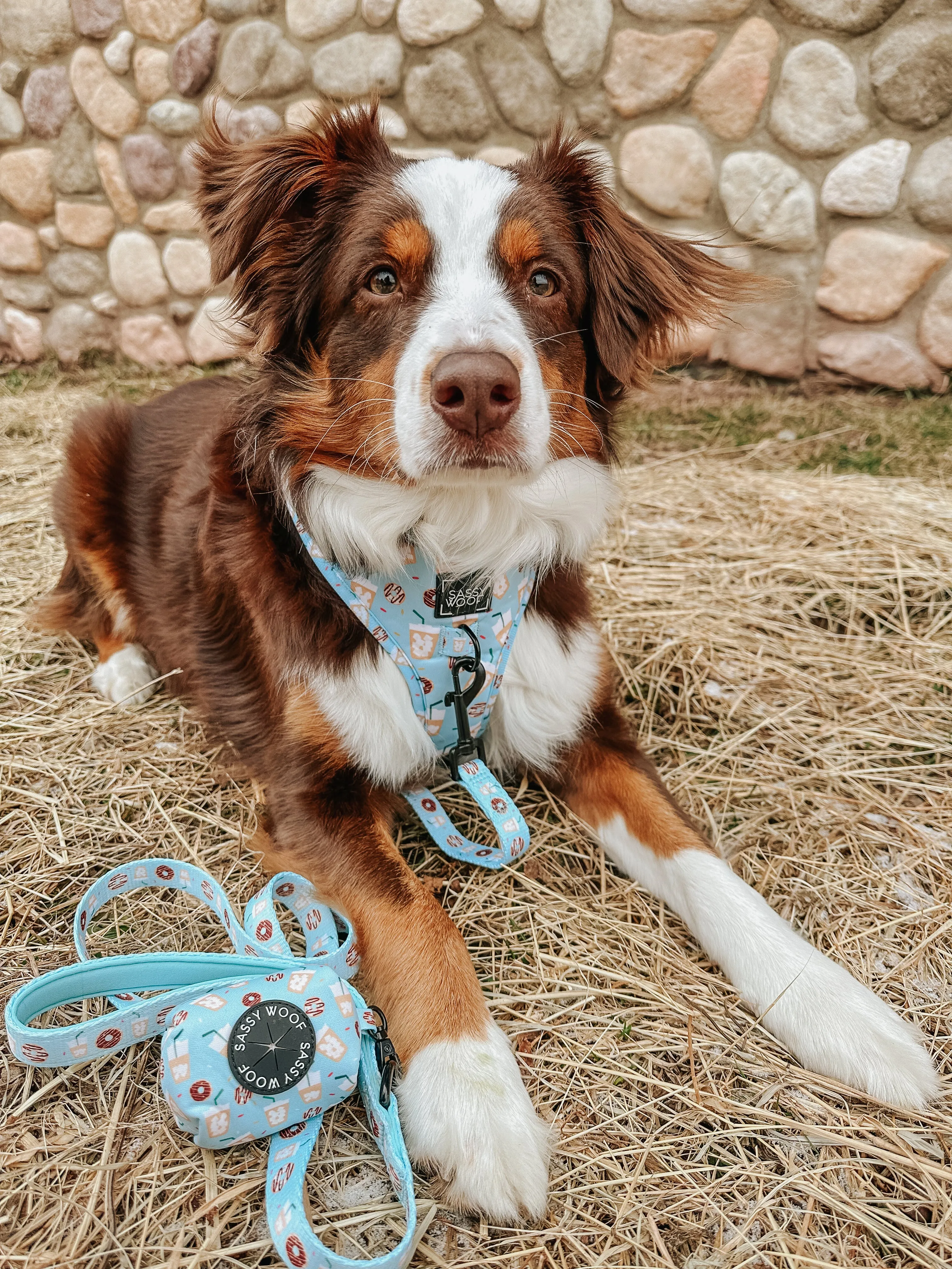 Dog Waste Bag Holder - Sweets & Pawfee