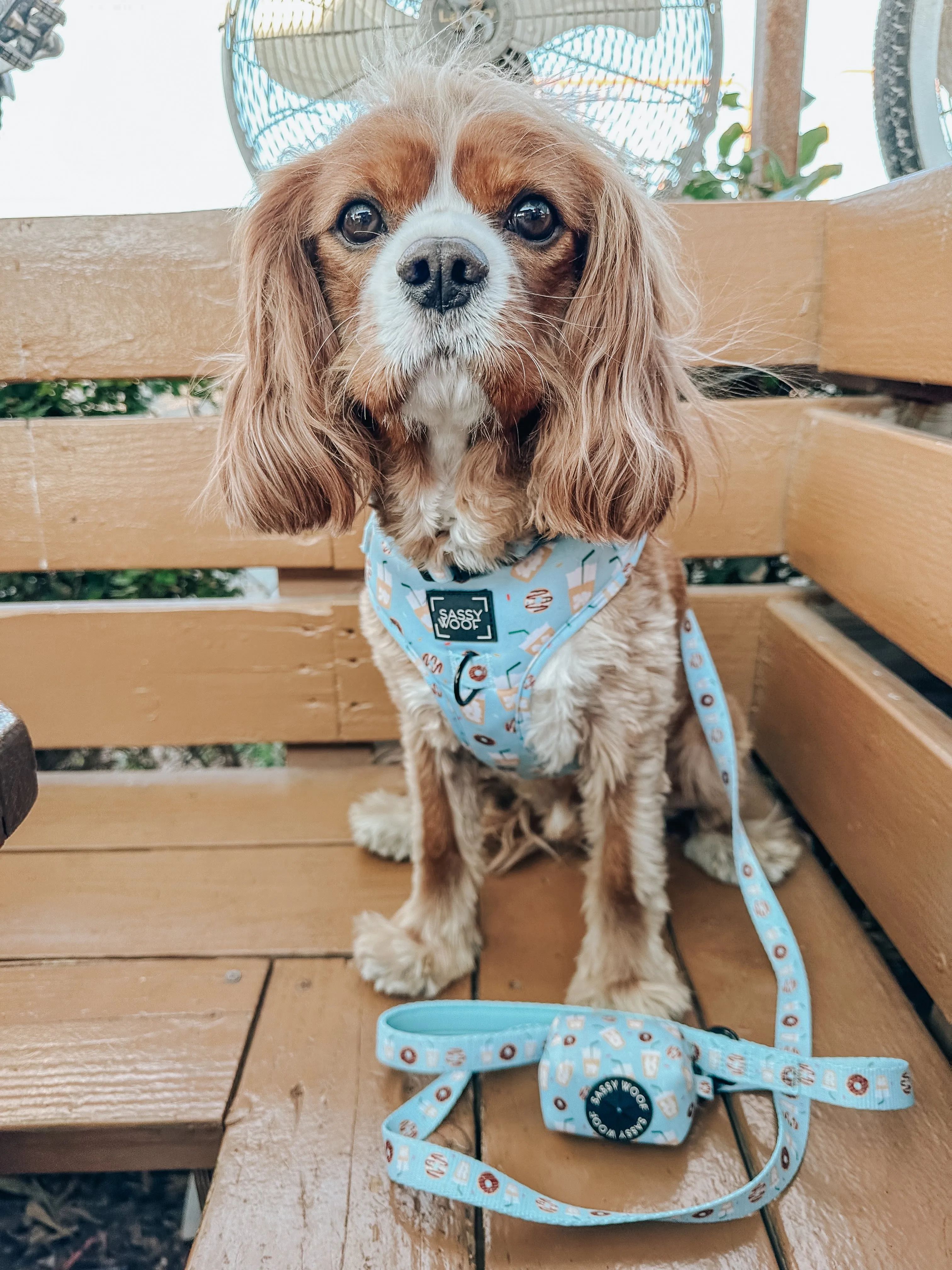 Dog Waste Bag Holder - Sweets & Pawfee