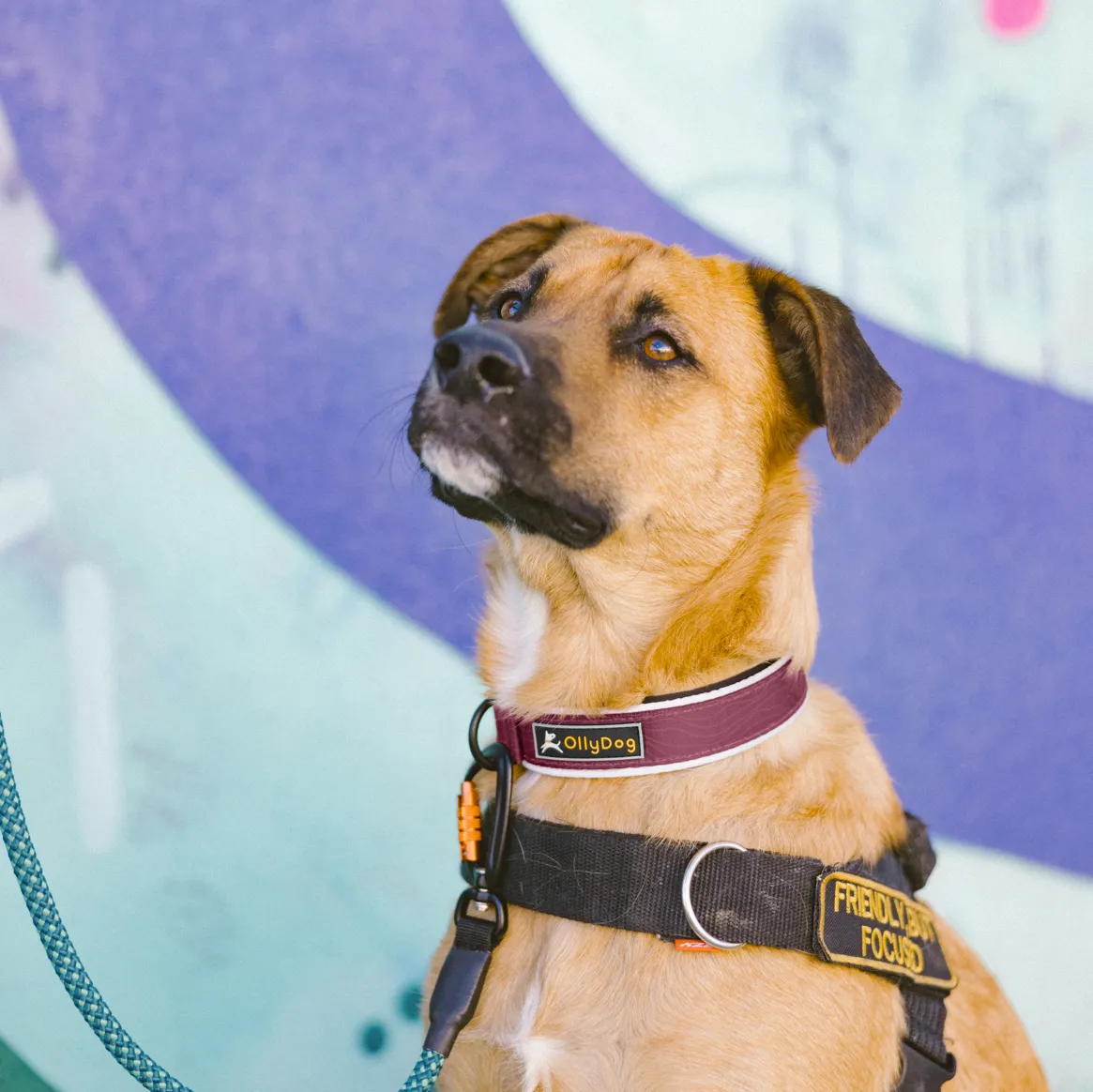 Flagstaff Reflective Comfort Collar | Padded Dog Collar
