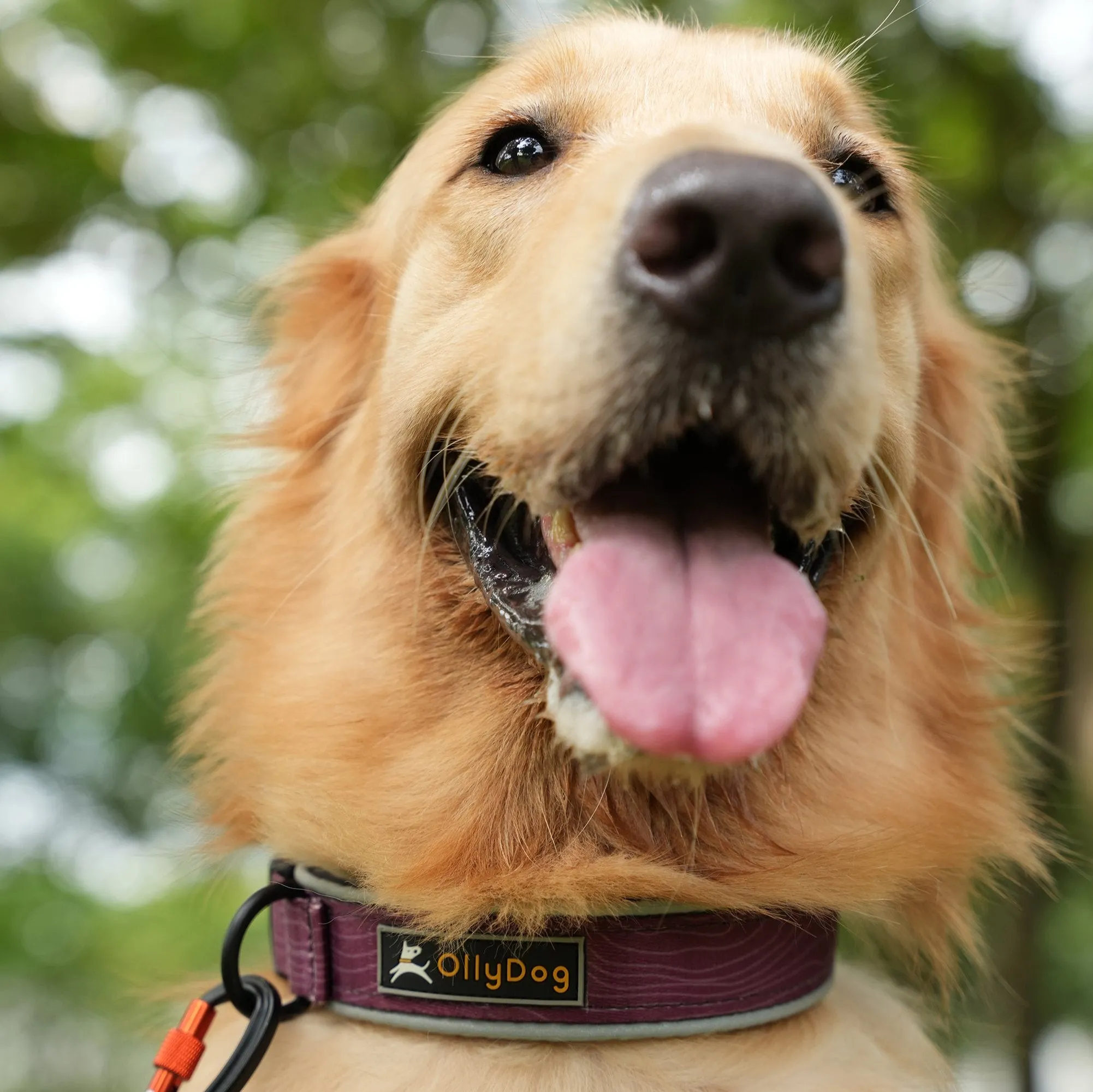 Flagstaff Reflective Comfort Collar | Padded Dog Collar