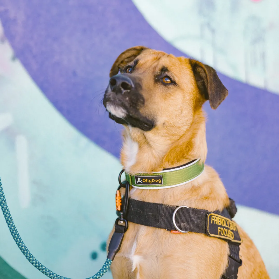 Flagstaff Reflective Comfort Collar | Padded Dog Collar