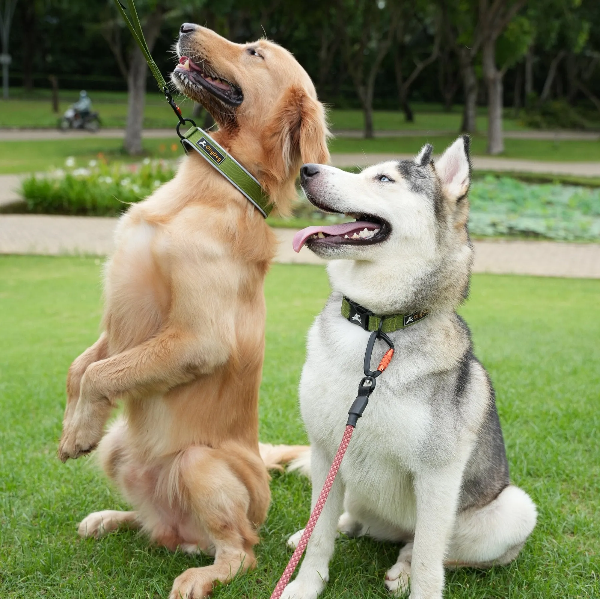 Flagstaff Reflective Comfort Collar | Padded Dog Collar