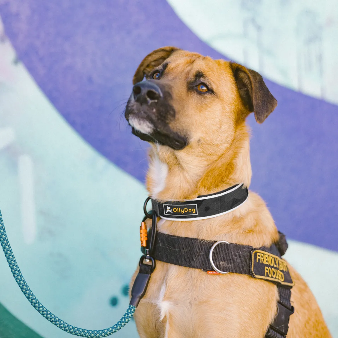 Flagstaff Reflective Comfort Collar | Padded Dog Collar