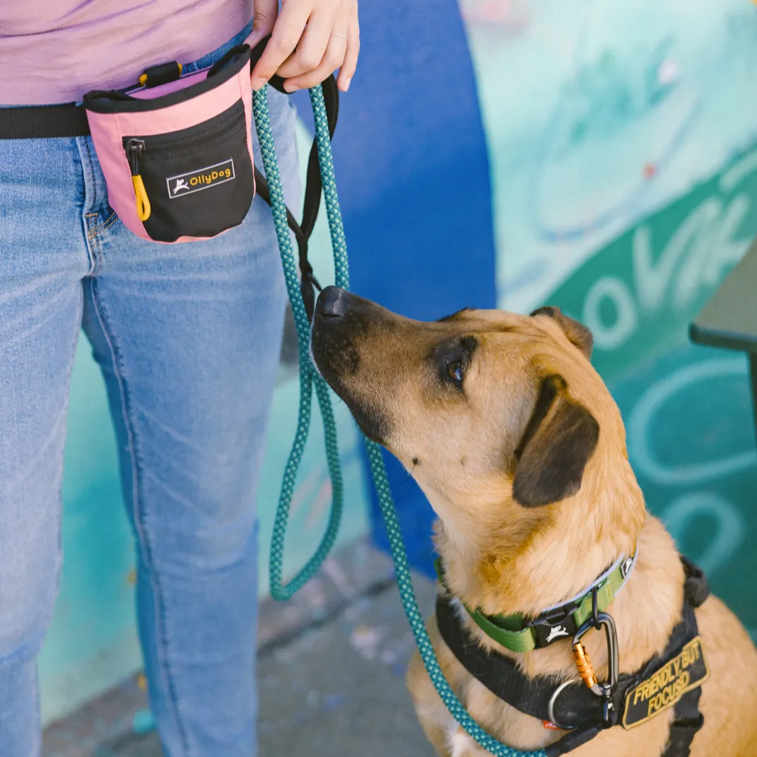 Flagstaff Reflective Comfort Collar | Padded Dog Collar