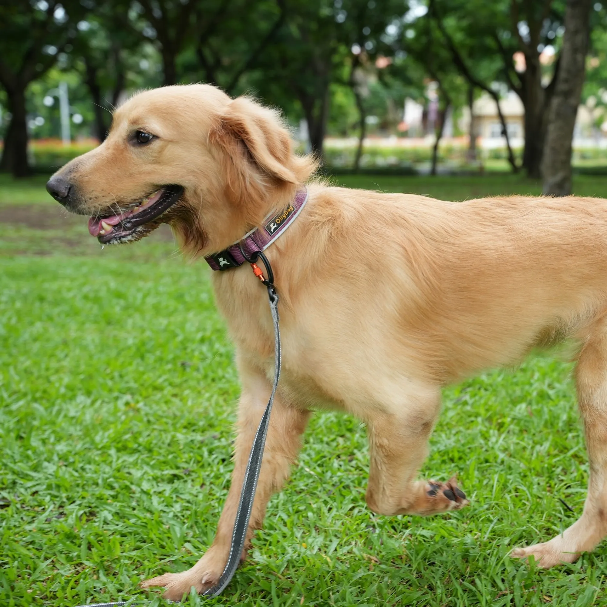 Flagstaff Reflective Comfort Collar | Padded Dog Collar