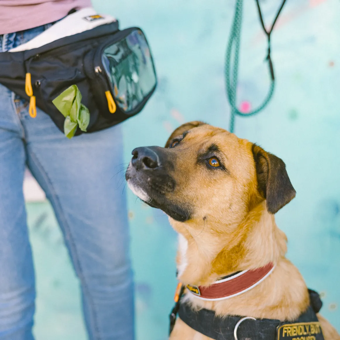 Flagstaff Reflective Comfort Collar | Padded Dog Collar