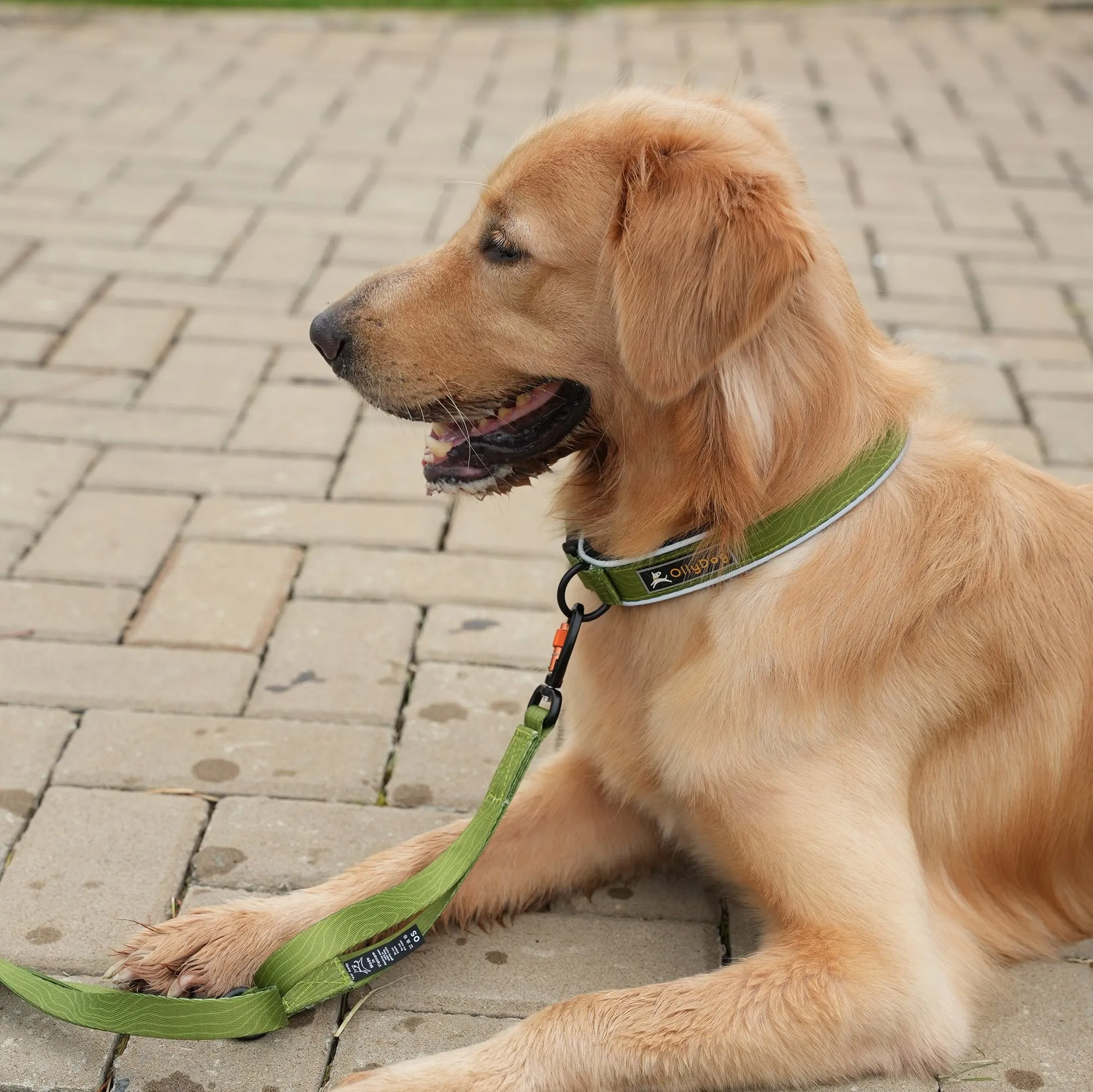 Flagstaff Reflective Comfort Collar | Padded Dog Collar