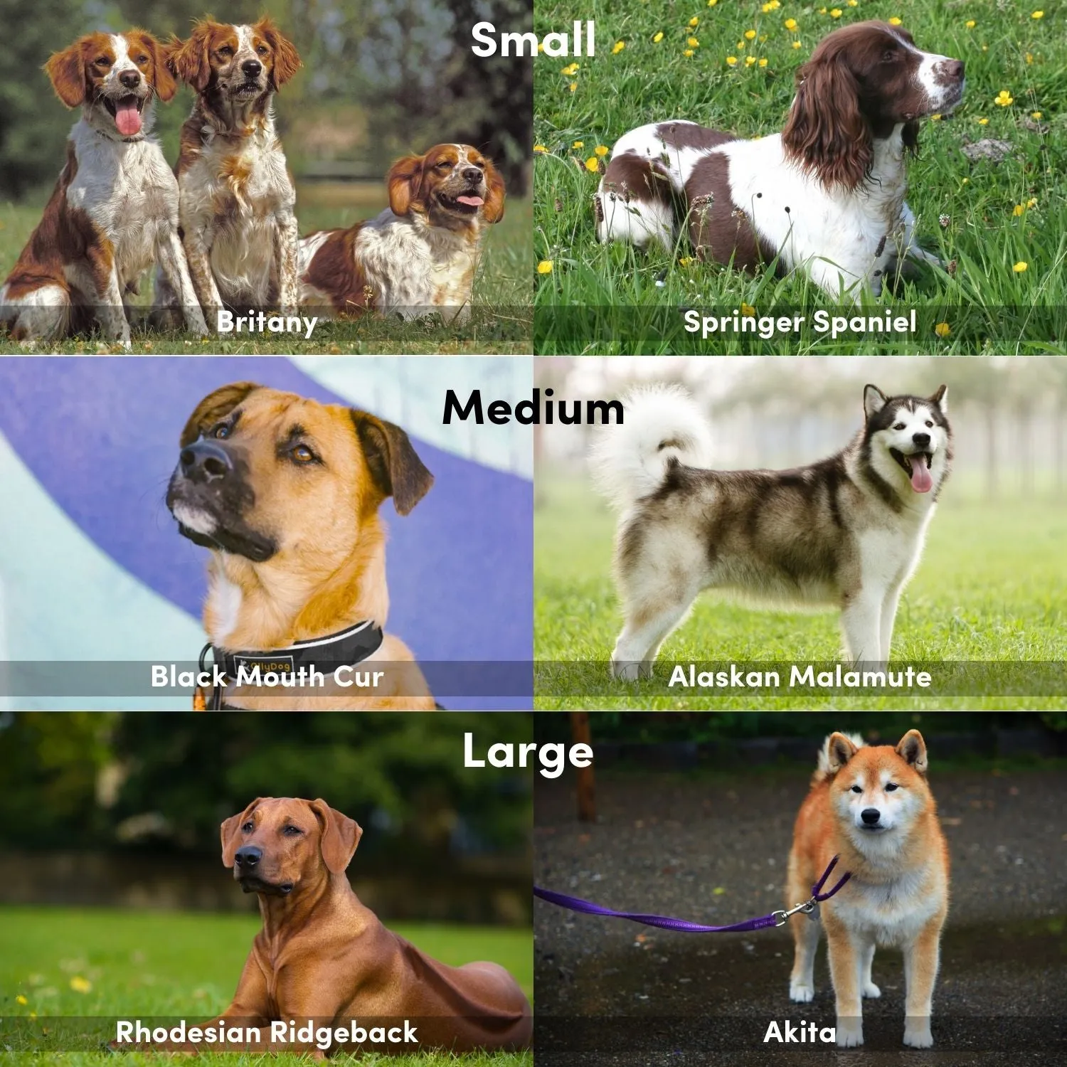 Flagstaff Reflective Comfort Collar | Padded Dog Collar