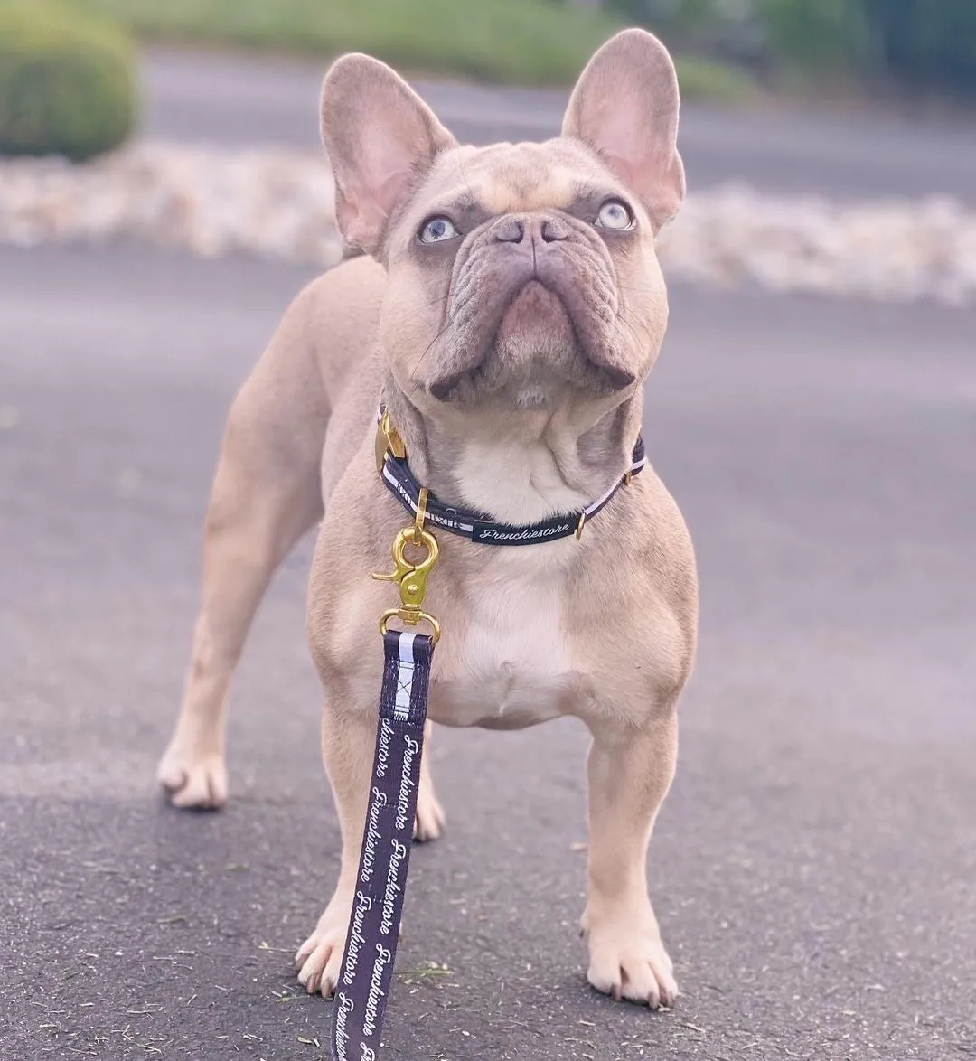 Frenchiestore Breakaway Dog Collar | Black Varsity