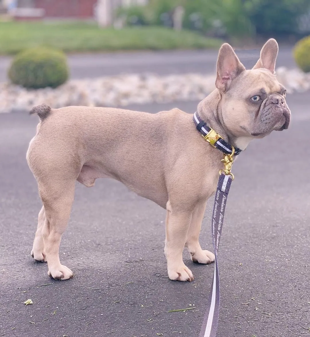 Frenchiestore Breakaway Dog Collar | Black Varsity