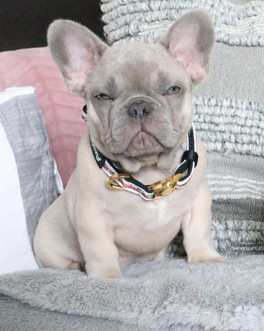 Frenchiestore Breakaway Dog Collar | Game