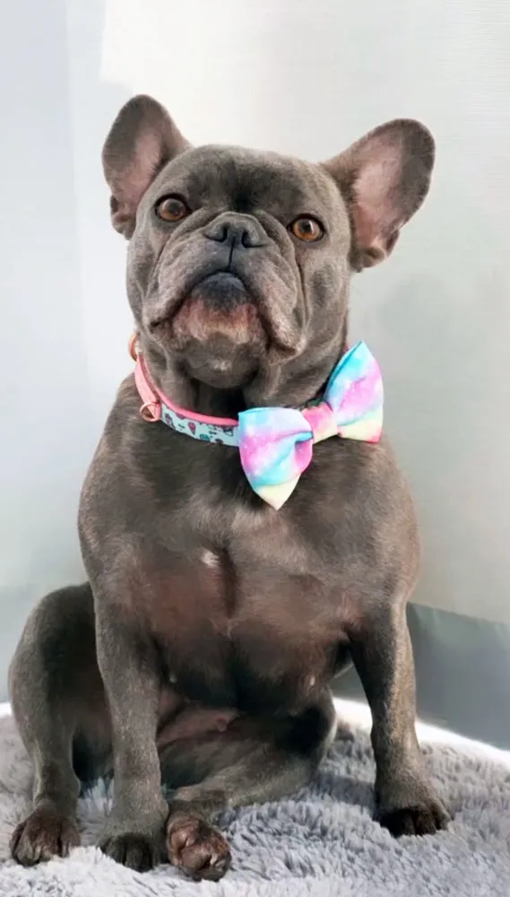 Frenchiestore Breakaway Dog Collar | UniPup