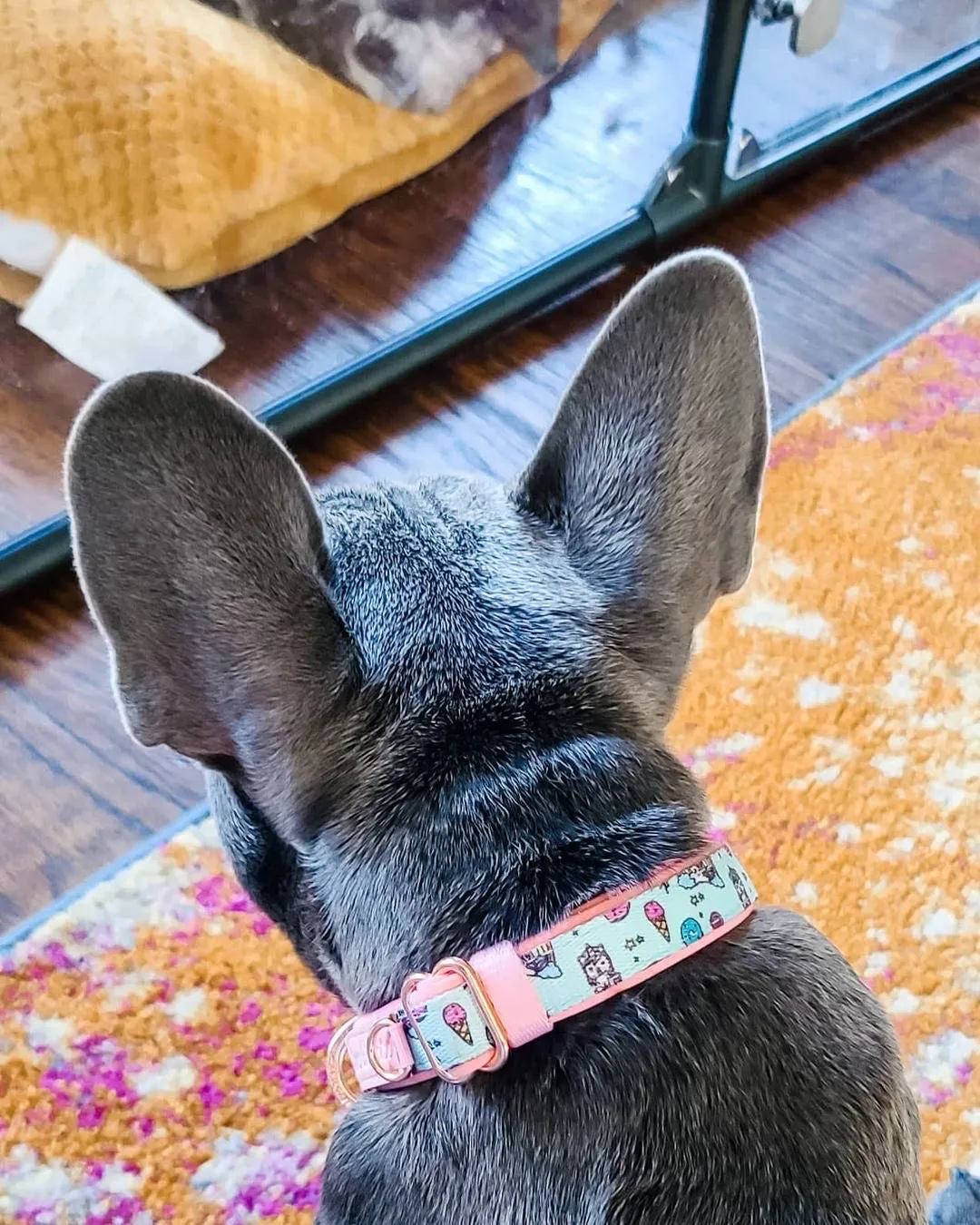 Frenchiestore Breakaway Dog Collar | UniPup