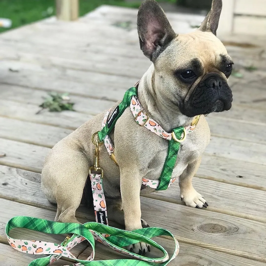 Frenchiestore Dog Luxury Leash | Taco bout it