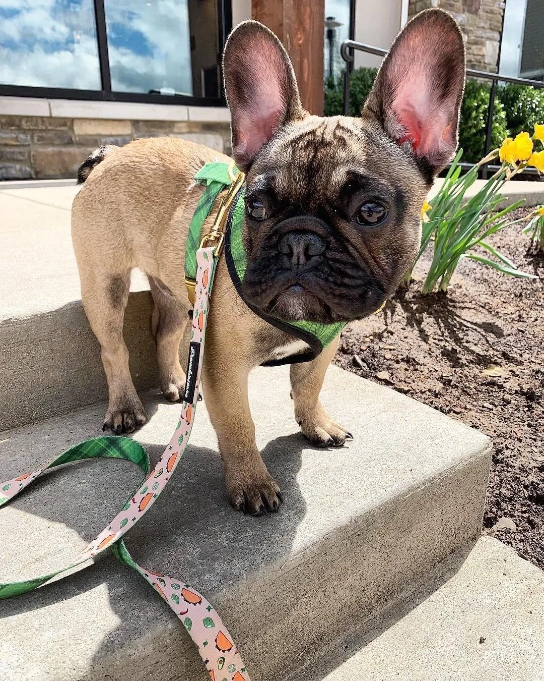 Frenchiestore Dog Luxury Leash | Taco bout it