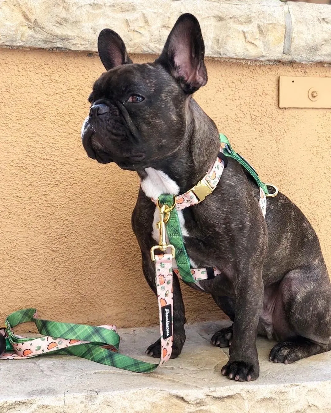 Frenchiestore Dog Luxury Leash | Taco bout it