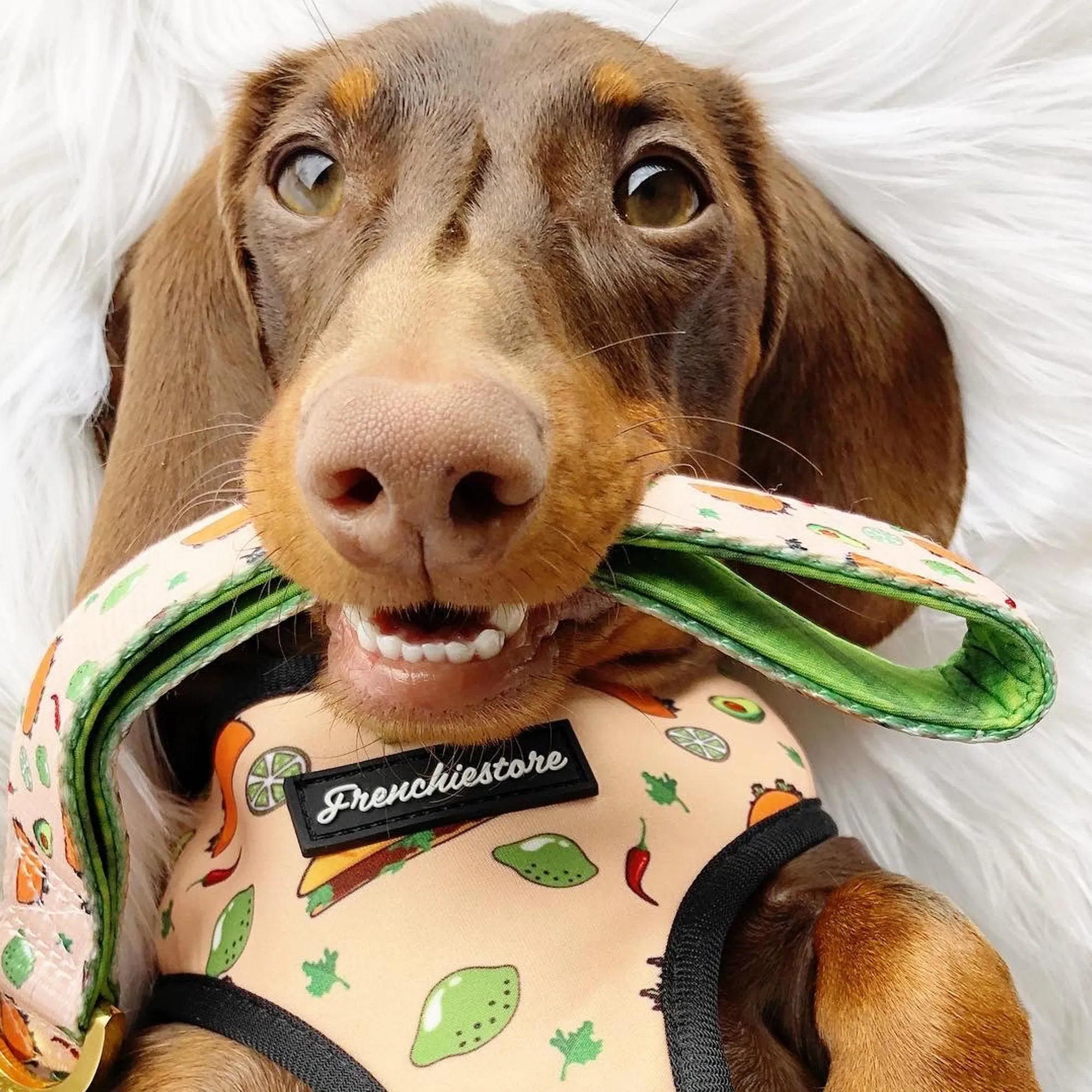 Frenchiestore Dog Luxury Leash | Taco bout it