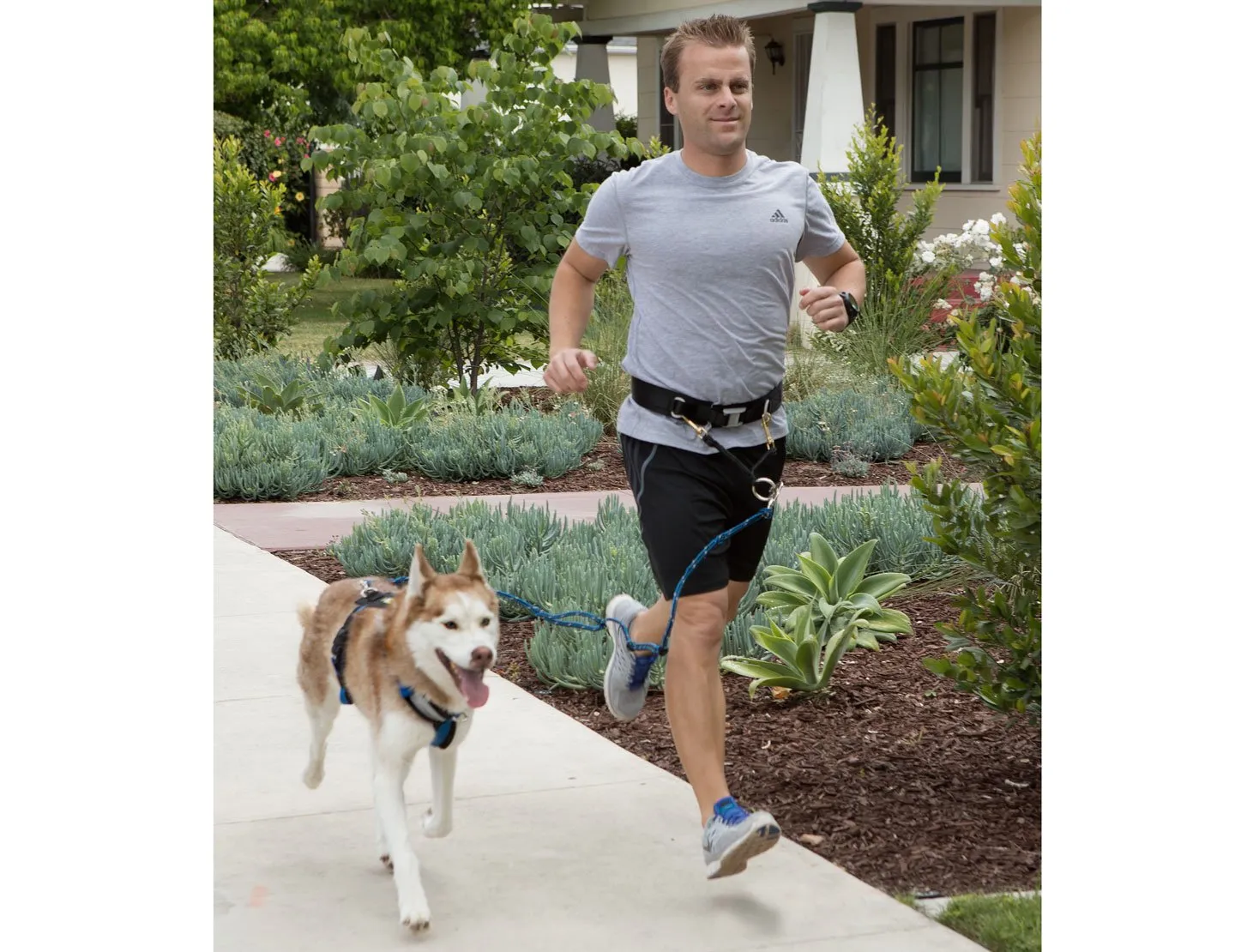 JOGGERS LEASH AND URBAN TRAIL HANDS FREE BELT COMBO