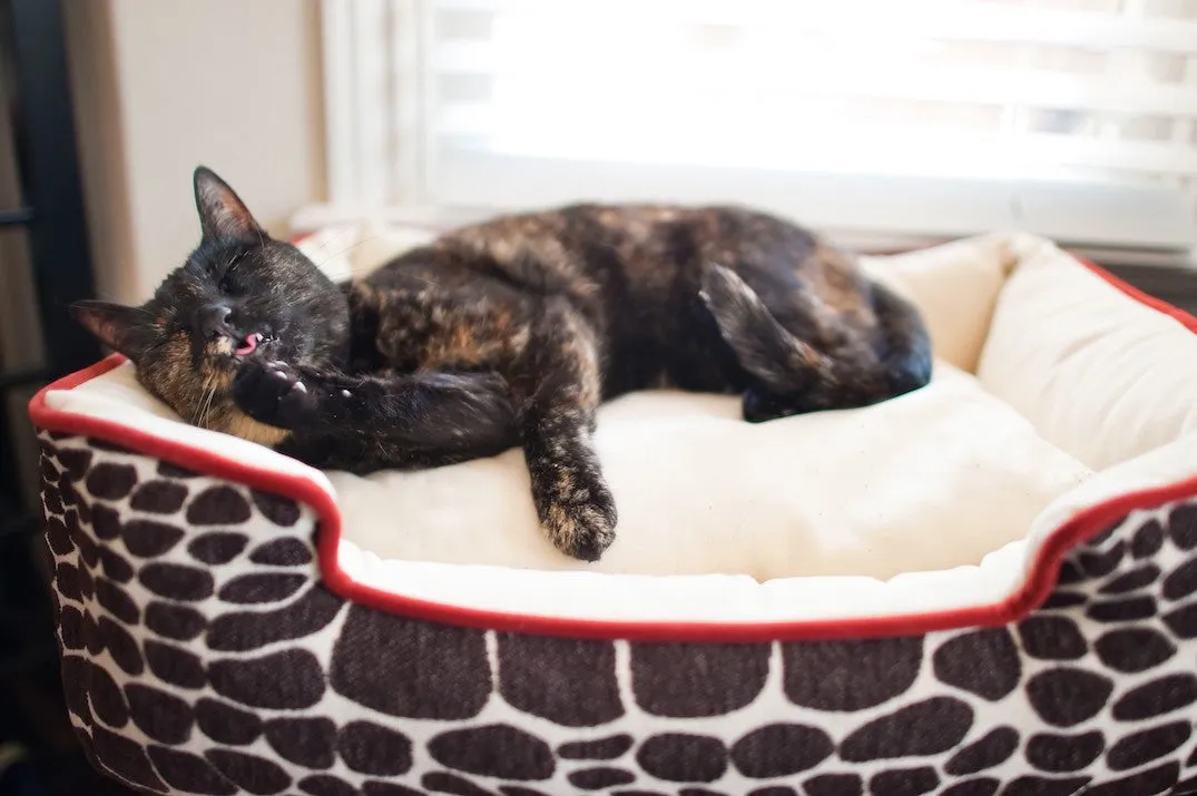 Kalahari Lounge Bed