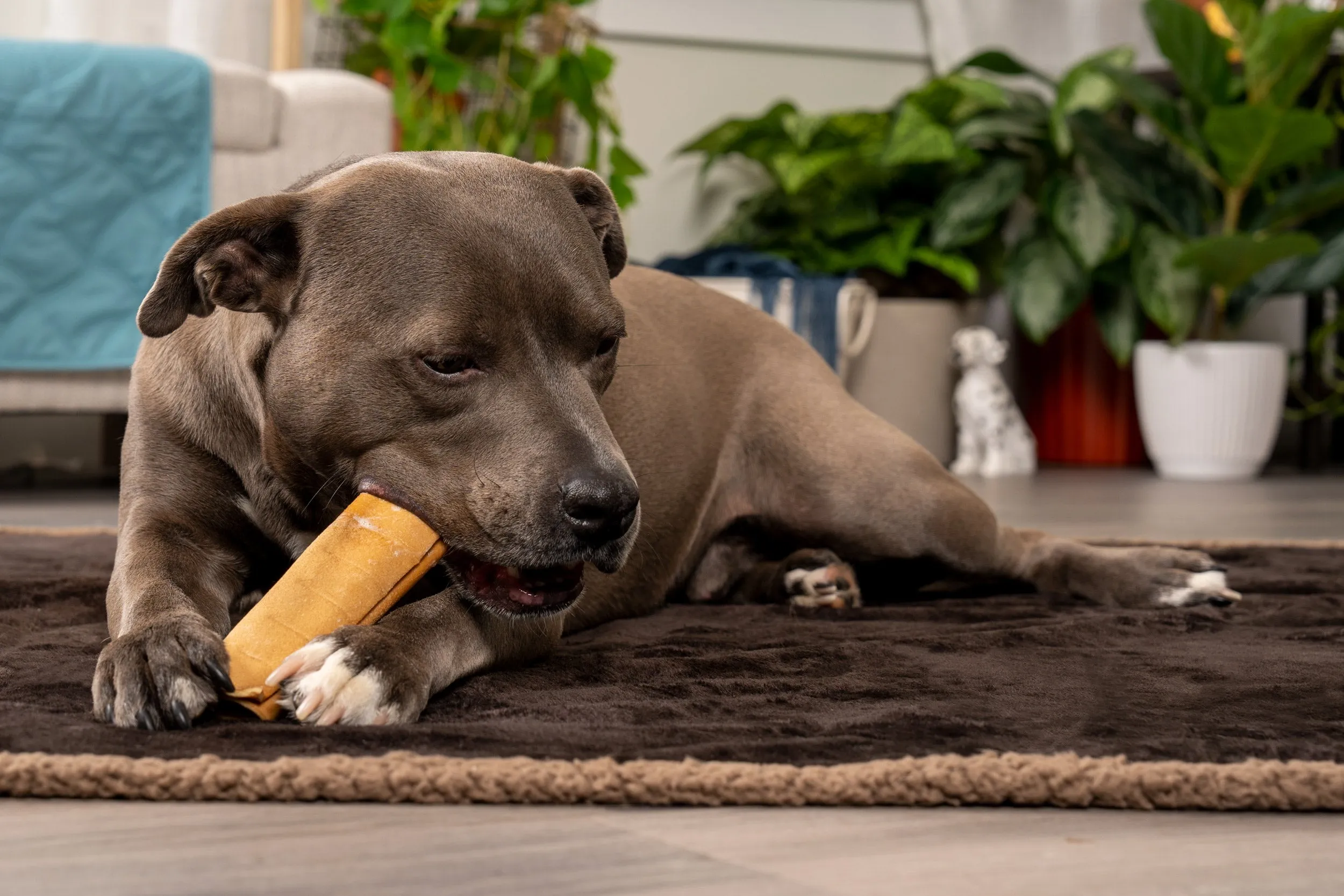 Pet Factory - CareChewz Collagen Wraps 6" Dog Treats
