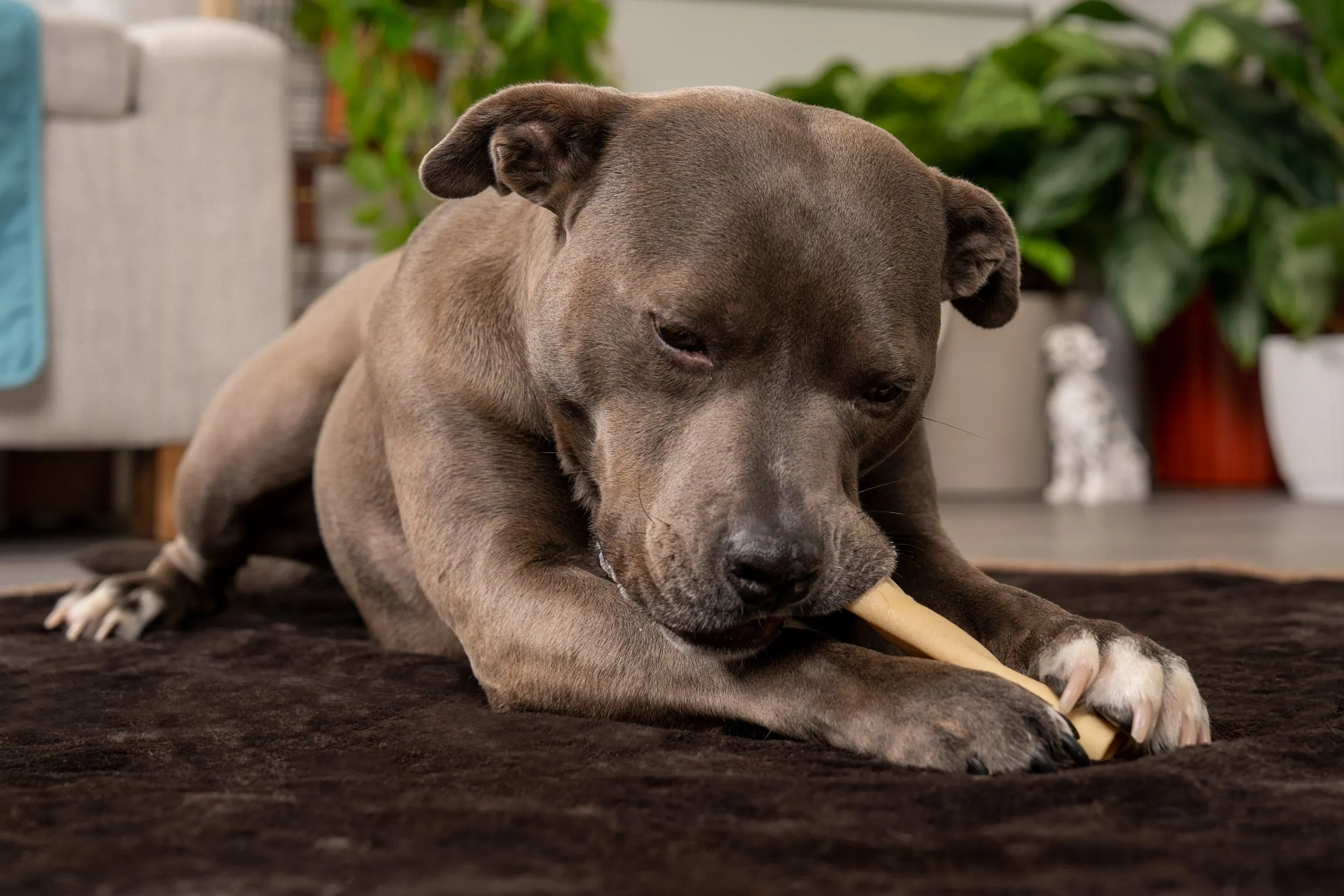 Pet Factory - CareChewz Collagen Wraps 6" Dog Treats