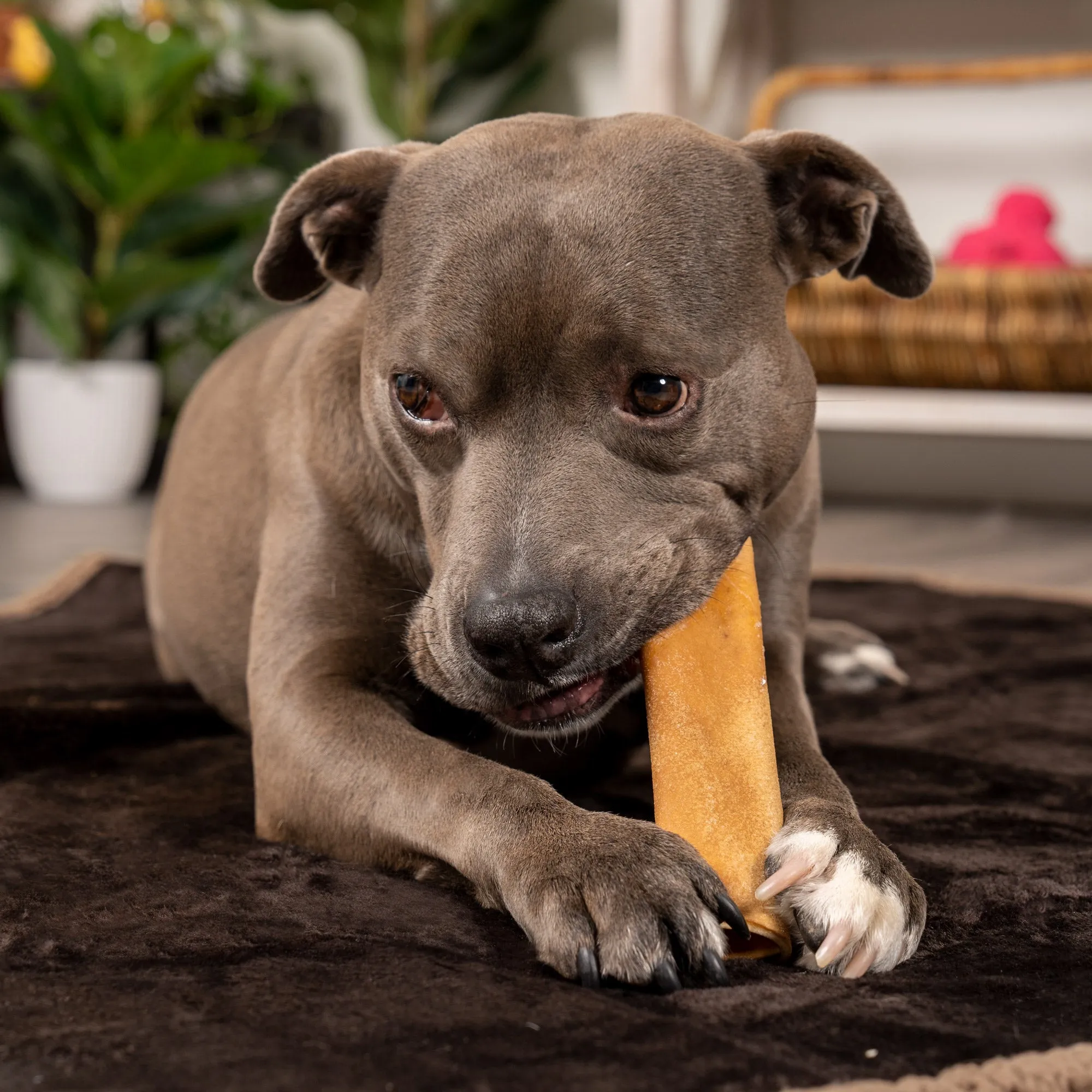 Pet Factory - CareChewz Collagen Wraps 6" Dog Treats