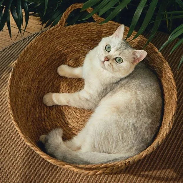 Rattan Cat Bed