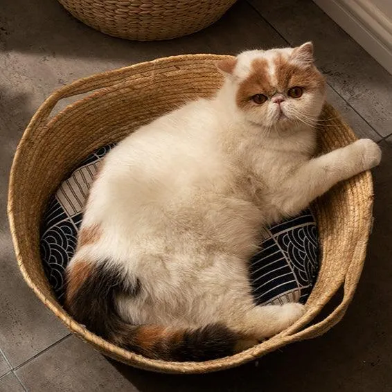 Rattan Cat Bed