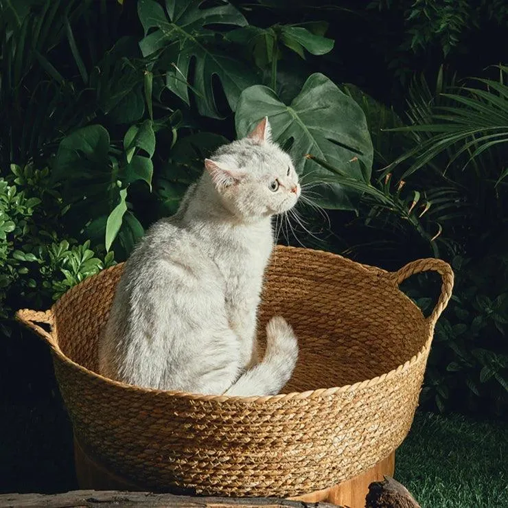 Rattan Cat Bed