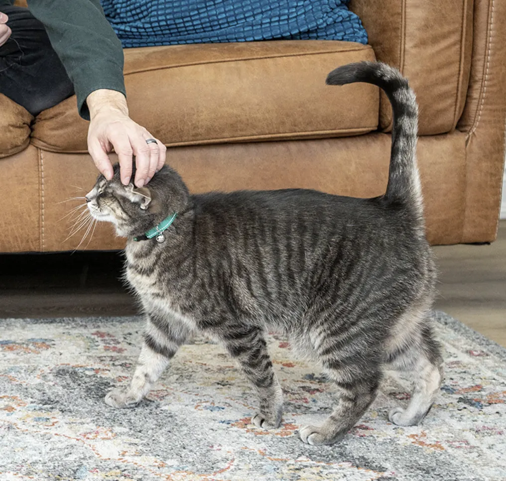 RC Pets Primary Kitty Breakaway Collar