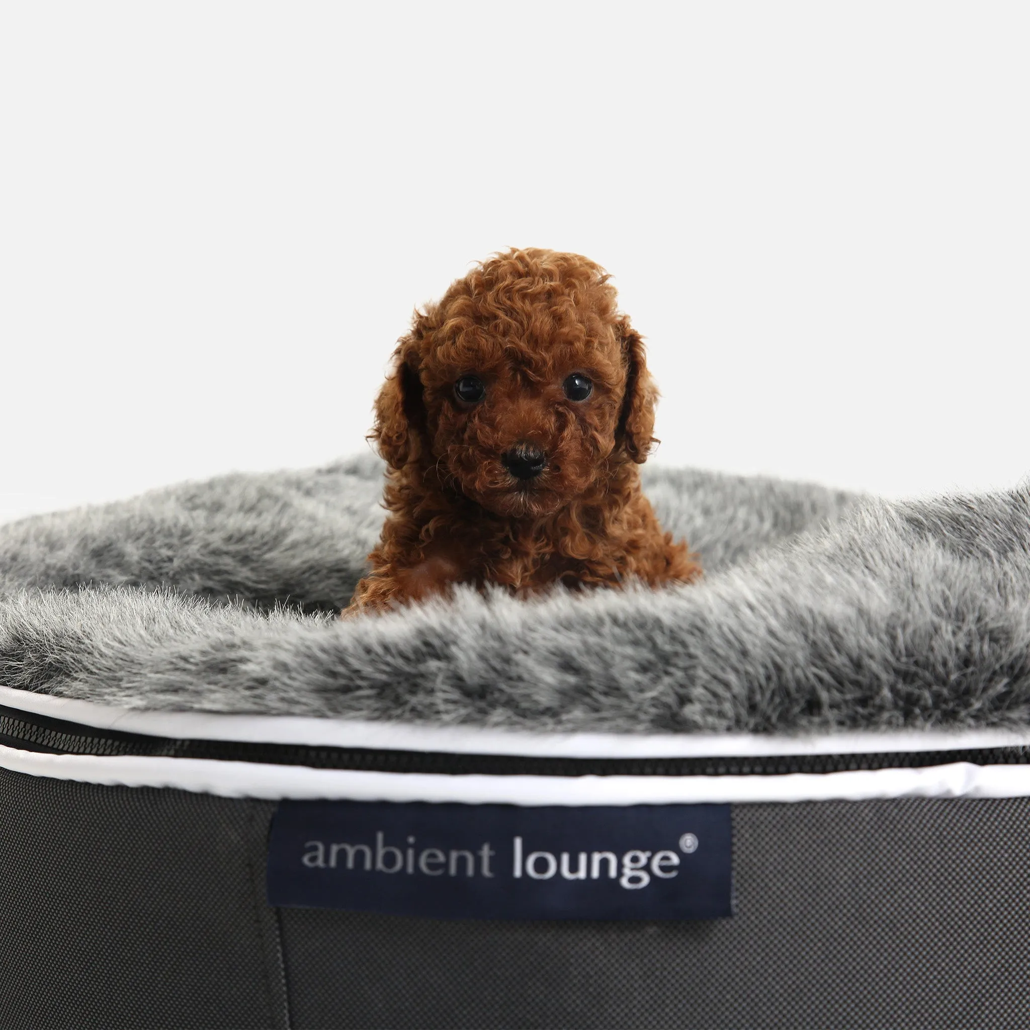 Small Luxury Dog Bed - Interior/Outdoor